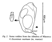 Encentrum marinum