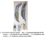 Encentrum marinum - Original description image