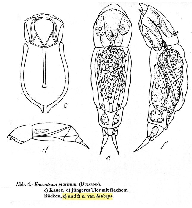 Encentrum marinum var. laticeps - Original description image
