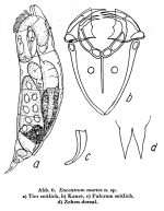 Encentrum martes - Original description image