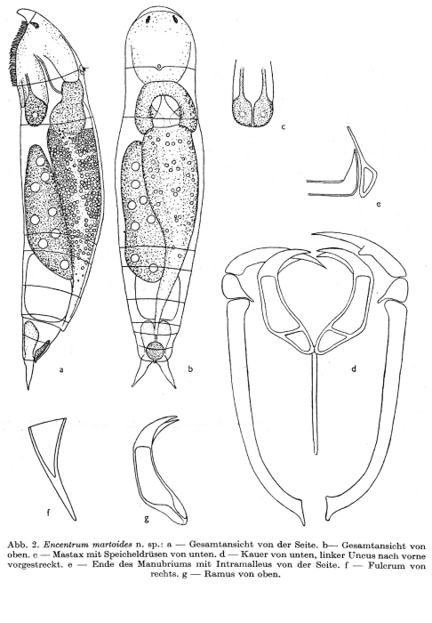 Encentrum martoides - Original description image
