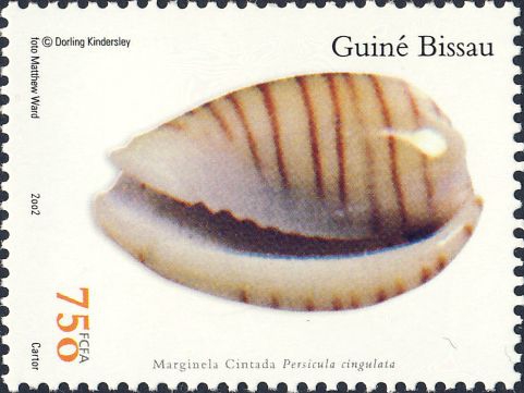 Persicula cingulata Persicula cingulata