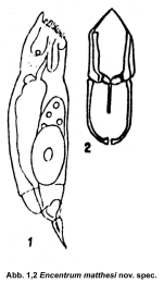 Encentrum matthesi - Original description image