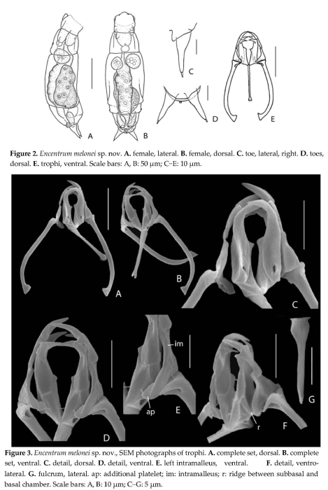 Encentrum melonei - Original description image