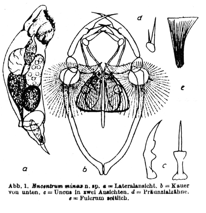 Encentrum minax - Original description image