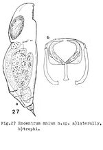 Encentrum mnium - Original description image