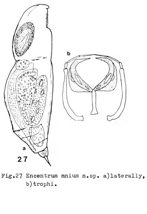 Encentrum mnium - Original description image
