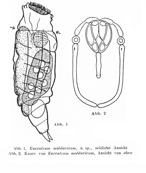 Encentrum moldavicum - Original description image