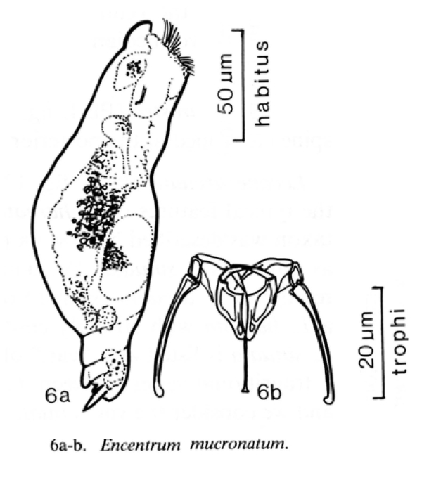 Encentrum mucronatum Encentrum mucronatum