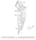 Encentrum mucronatum
