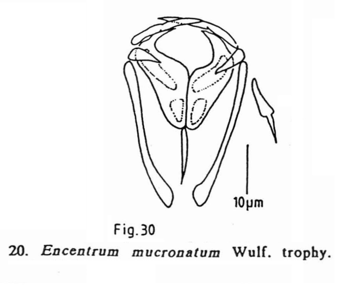 Encentrum mucronatum Encentrum mucronatum