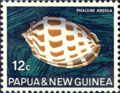 Phalium areolum Phalium areolum