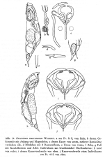 Encentrum mucronatum