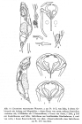 Encentrum mucronatum