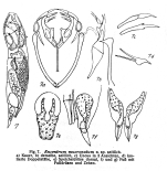 Encentrum mucronatum - Original description image