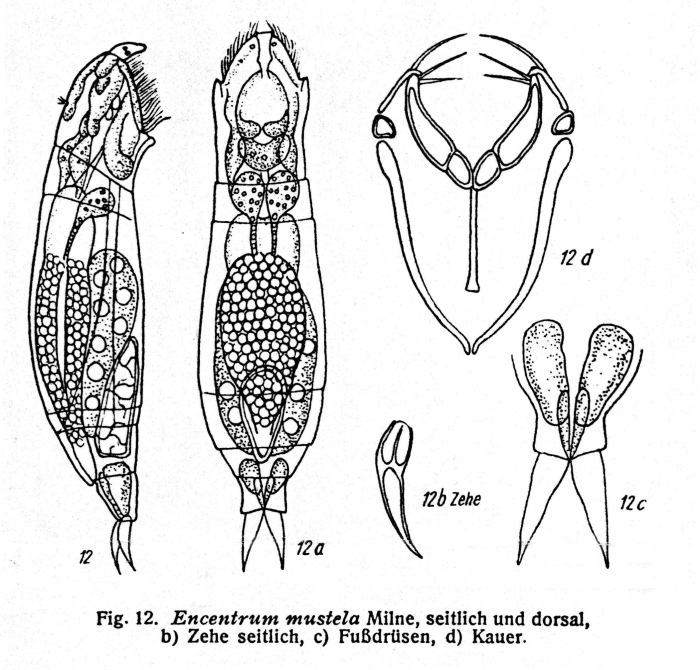 Encentrum mustela Encentrum mustela