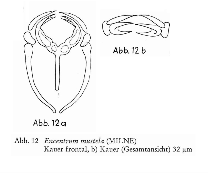 Encentrum mustela Encentrum mustela