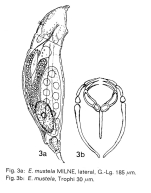 Encentrum mustela