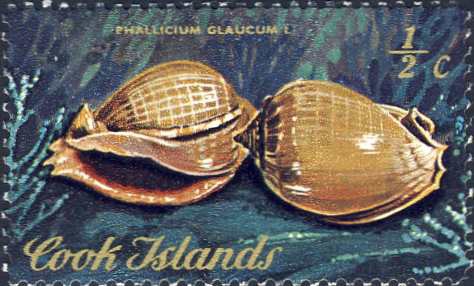 Phalium glaucum Phalium glaucum