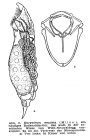Encentrum mustela
