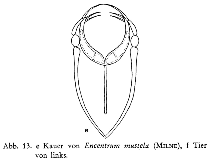 Encentrum mustela Encentrum mustela