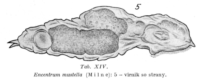 Encentrum mustela Encentrum mustela