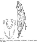 Encentrum mustela