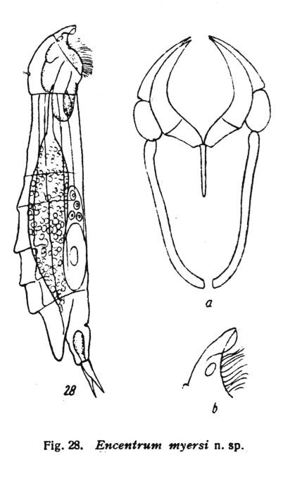 Encentrum myersi - Original description image