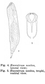 Encentrum nesites - Original description image