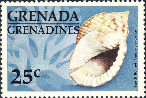 Phalium granulatum Phalium granulatum