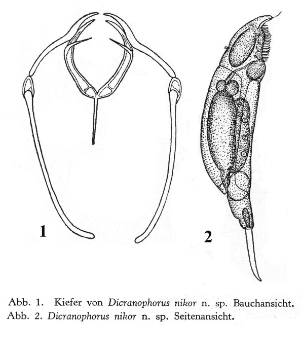 Encentrum nikor - Original description image