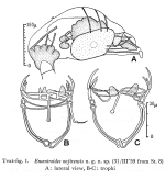 Encentrum nojirensis - Original description image