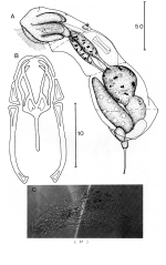 Encentrum obesum - Original description image