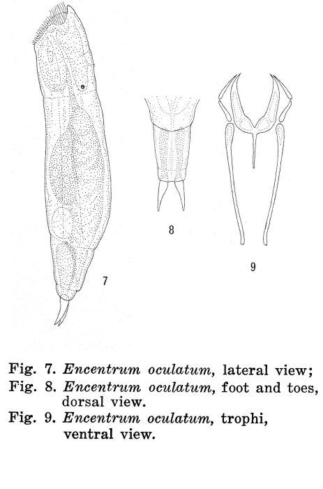 Encentrum oculatum - Original description image