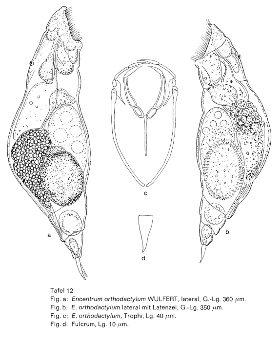 Encentrum orthodactylum Encentrum orthodactylum