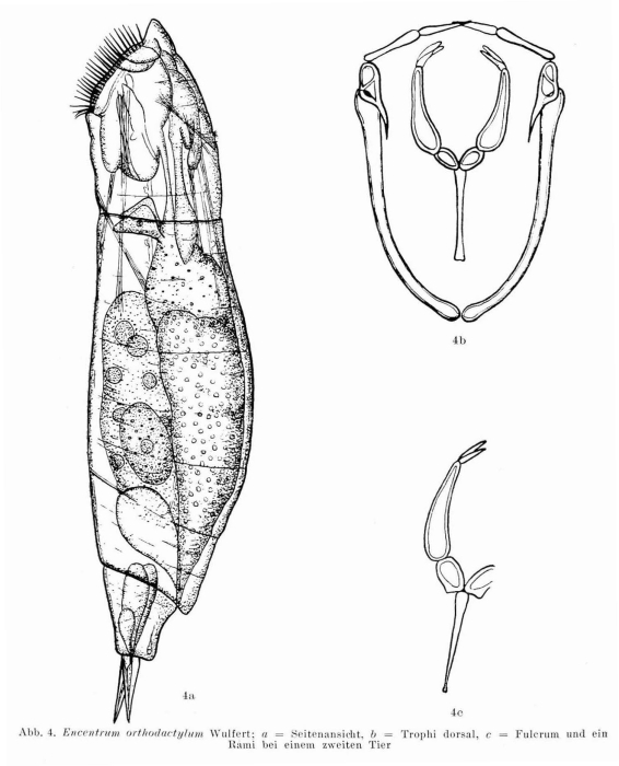 Encentrum orthodactylum Encentrum orthodactylum