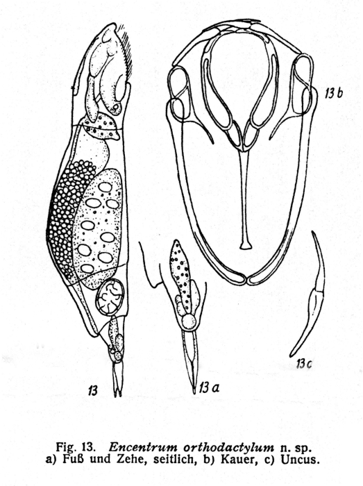 Encentrum orthodactylum - Original description image