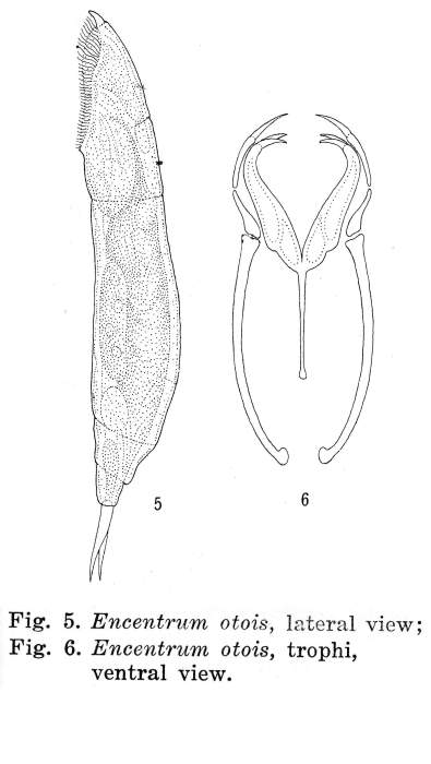 Encentrum otois - Original description image