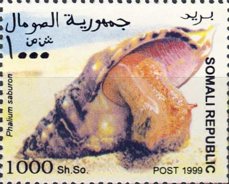 Phalium saburon Phalium saburon