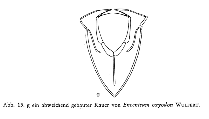 Encentrum oxyodon Encentrum oxyodon