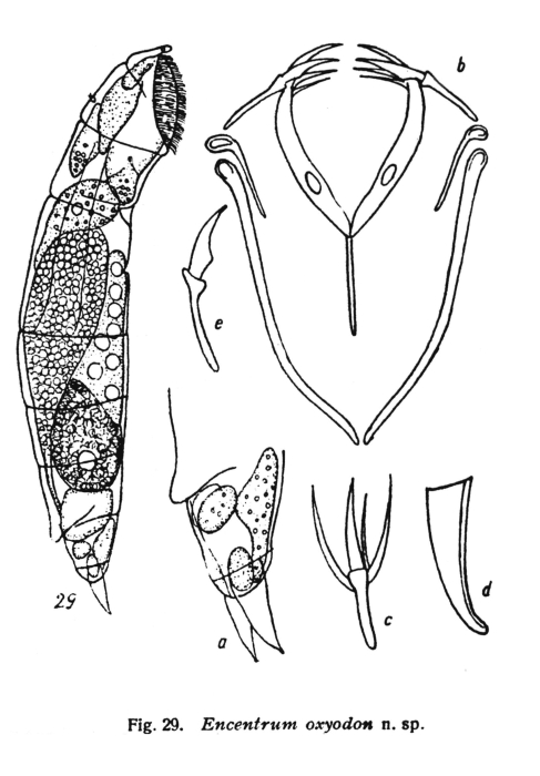 Encentrum oxyodon - Original description image