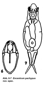 Encentrum pachypus - Original description image