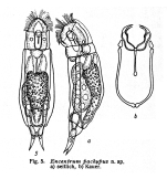 Encentrum pachypus - Original description image