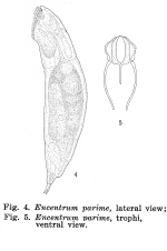 Encentrum parime - Original description image