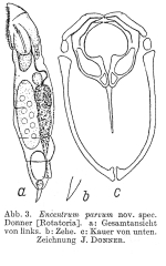 Encentrum parvum - Original description image