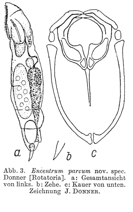 Encentrum parvum - Original description image