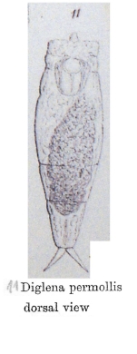 Encentrum permolle - Original description image