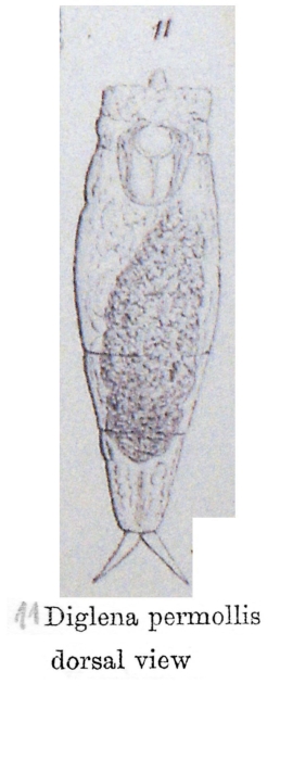 Encentrum permolle - Original description image