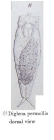 Encentrum permolle