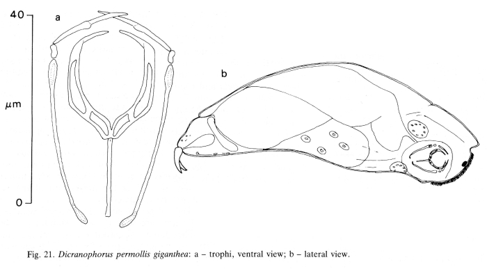 Encentrum permolle gigantheum - Original description image